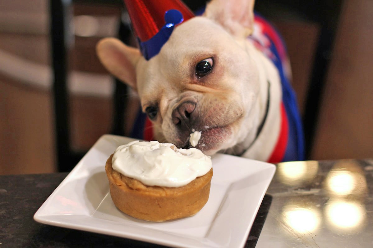 Healthy Homemade Peanut Butter Pumpkin Dog Treats (To Celebrate My Puppy's 1st Birthday!)