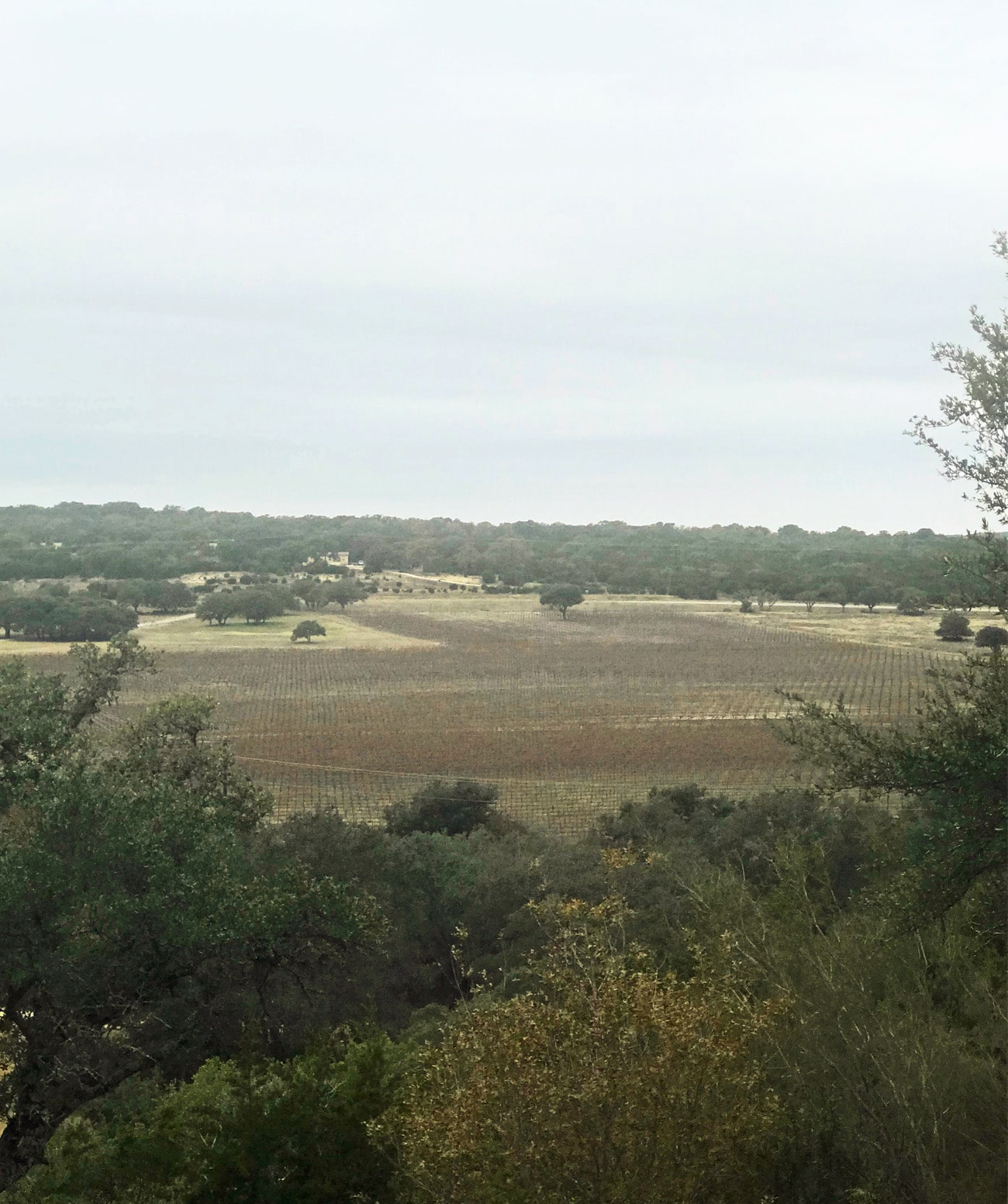 Traveling to Austin, Texas? Or maybe you already live here and are looking for something fun and fresh to do? If you're on the lookout for day trip ideas, I found some fun things to do in Austin (even as a local)! Whether you're traveling solo or visiting with a group, there's something for you! I booked this Salt Lick BBQ/Winery Shuttle via TripAdvisor. So much Texas barbecue and wine -- such a memorable day with family and friends!